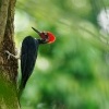 Datel indomalajsky - Dryocopus javensis - White-bellied Woodpecker o0321